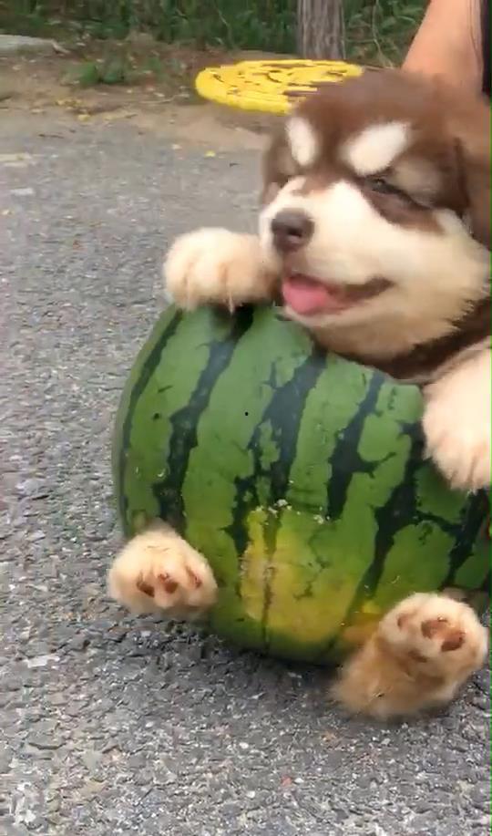 二狗吃瓜,揭秘娱乐圈背后的秘密与真相