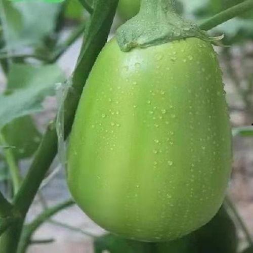 河南吊瓜怎么吃,河南吊瓜的多样食法探索