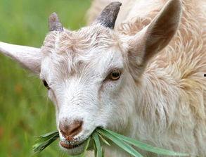 羊吃瓜篓吗,揭秘羊儿为何不吃瓜篓之谜