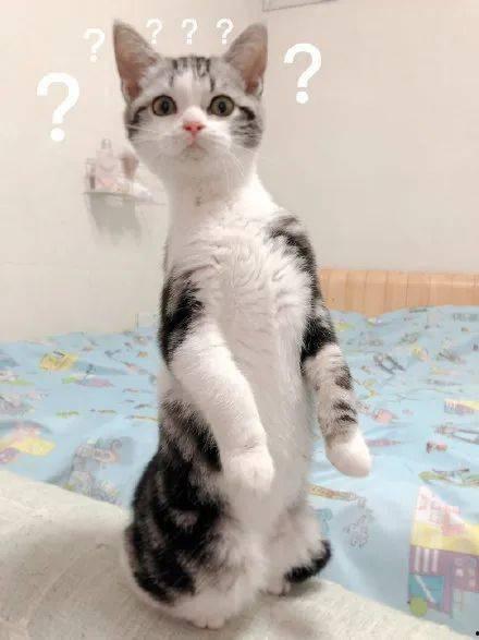 吃瓜猫啥意思,网络热词背后的趣味与内涵