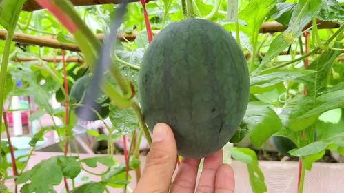 吃炸的瓜,舌尖上的夏日狂欢