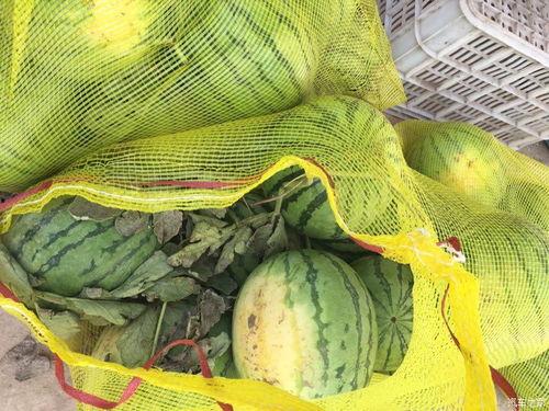 车辆吃瓜,揭秘汽车界的“甜蜜诱惑”