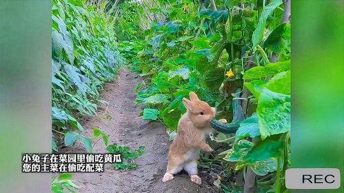 萌兔吃瓜卡通,欢乐无限卡通大揭秘