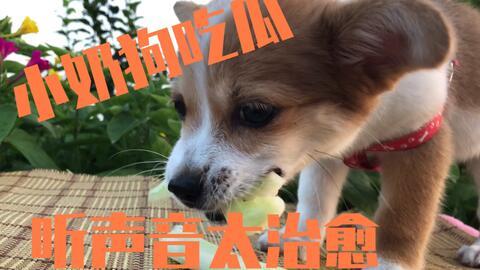 吃瓜小狗狗,揭秘娱乐圈的幕后故事