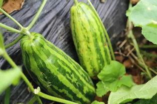 宅在室外吃瓜好吗