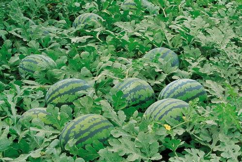 宜职院操场吃瓜,校园生活趣味瞬间