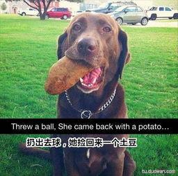 搞笑狗子吃瓜,笑料横生,萌态百出!