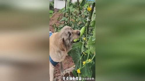 小狗吃刺瓜歌曲,欢快的田园童谣之旅