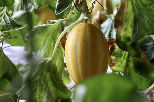 快乐吃瓜精选,揭秘娱乐圈幕后故事,带你领略明星真实生活