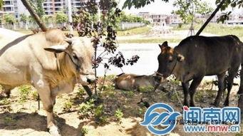 放牛吃瓜作品,一场别开生面的田园牧歌之旅