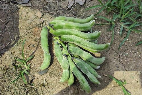 南鸢吃瓜,揭秘娱乐圈背后的那些事儿