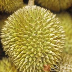 孕妇吃榴莲可以吃凉瓜吗,孕妇榴莲与凉瓜的搭配食用指南