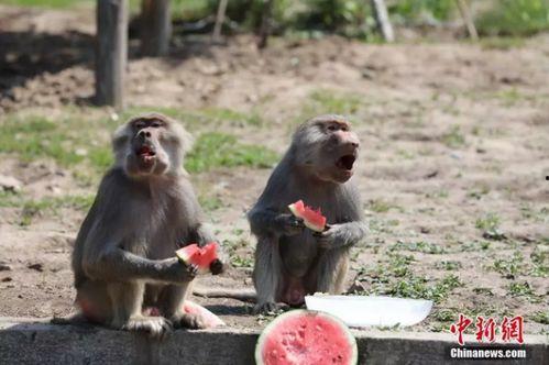 动物吃瓜配音,趣味配音大揭秘