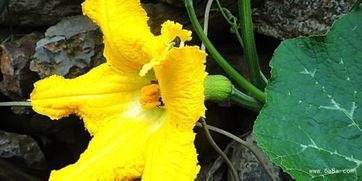 产妇可以吃方瓜图片,方瓜美食图鉴