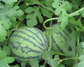 孕妇能否吃翠玉瓜,营养健康两不误