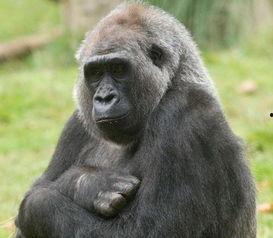 大妈吃瓜像猩猩,竟像猩猩般引人瞩目