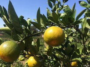 吃瓜博主橘子,揭秘吃瓜博主背后的故事