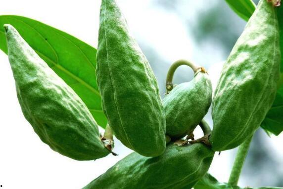 牛角瓜水果怎么吃