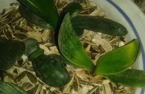 瓜壳是什么吃的,探寻瓜果中的美味佳肴