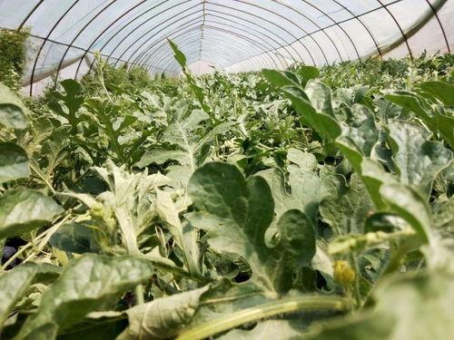 小白瓜吃哪里最好,探寻小白瓜的最佳食用部位