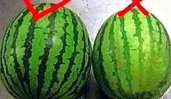 线瓜怎样吃,探索美味与健康的完美结合