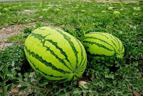 恩恩家吃瓜,一场味蕾与视觉的双重盛宴